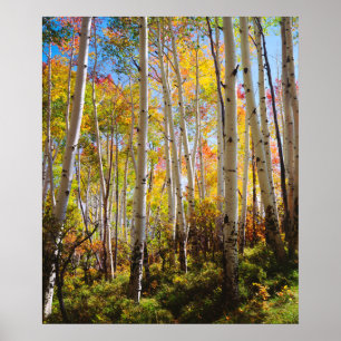 Herbstfarben von Espen 5 Poster