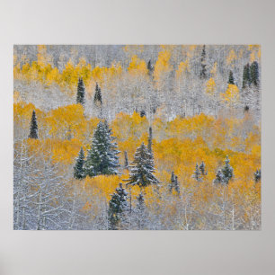 Herbstfarben von Espen & frischer Schnee Keebler P Poster