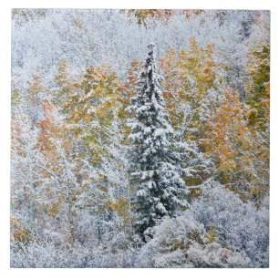 Herbstfarben von Espen & Schnee Keebler Pass Fliese