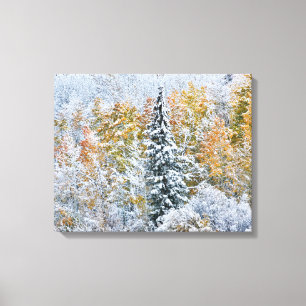 Herbstfarben von Espen & Schnee Keebler Pass Leinwanddruck