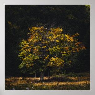 Herbstfarbener Baum Poster