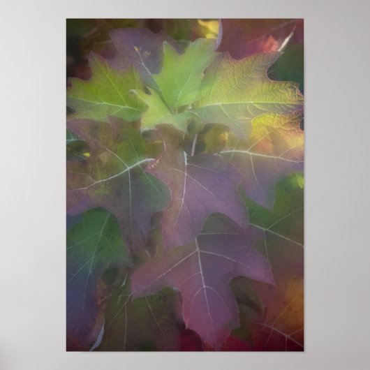 Herbstfarbener Eichenholz Hydrangea Poster (Vorne)