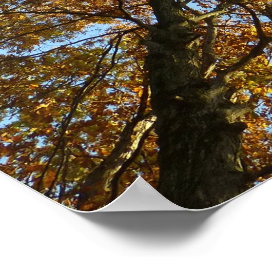Herbstfarbenwald Poster (Ecke)