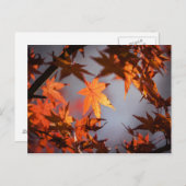 Herbstfarbenwunder Postkarte (Vorne/Hinten)