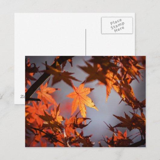 Herbstfarbenwunder Postkarte (Vorne/Hinten)