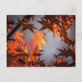 Herbstfarbenwunder Postkarte (Vorderseite)