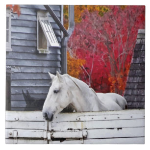 Herbstfarm mit weißem Pferd Fliese