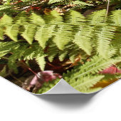 Herbstfarne Poster (Ecke)