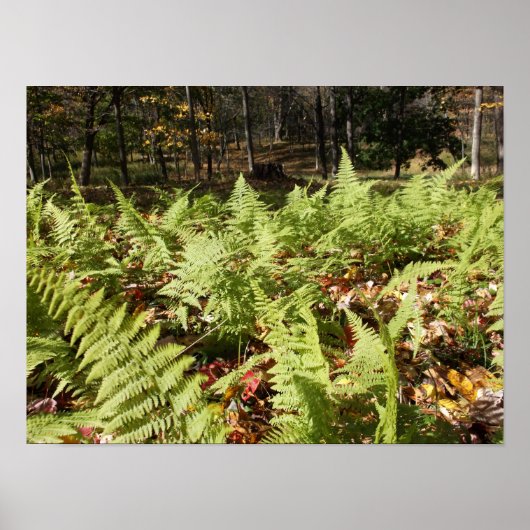 Herbstfarne Poster (Vorne)