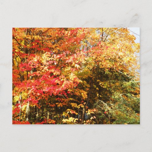 Herbstfeld Adirondacks Bäume Landschaft Postkarte (Vorderseite)
