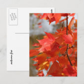 Herbstfeuer Postkarte (Vorne/Hinten)