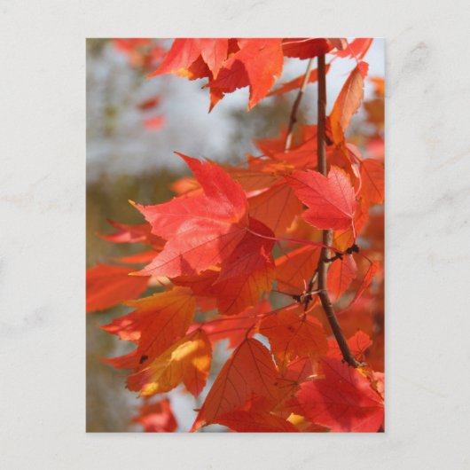 Herbstfeuer Postkarte (Vorderseite)