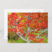 Herbstflüssiges Bernsteinbaum Postkarte (Vorne/Hinten)