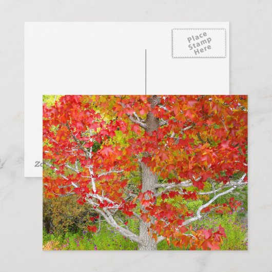 Herbstflüssiges Bernsteinbaum Postkarte (Vorne/Hinten)