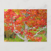 Herbstflüssiges Bernsteinbaum Postkarte (Vorderseite)