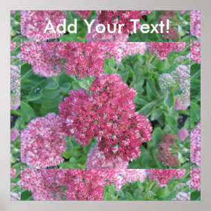 Herbstfreude Sedum Red Pink Cluster Blume Poster