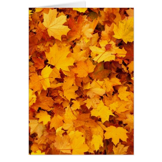 Herbstgelbe Ahornblätter (Vorne)