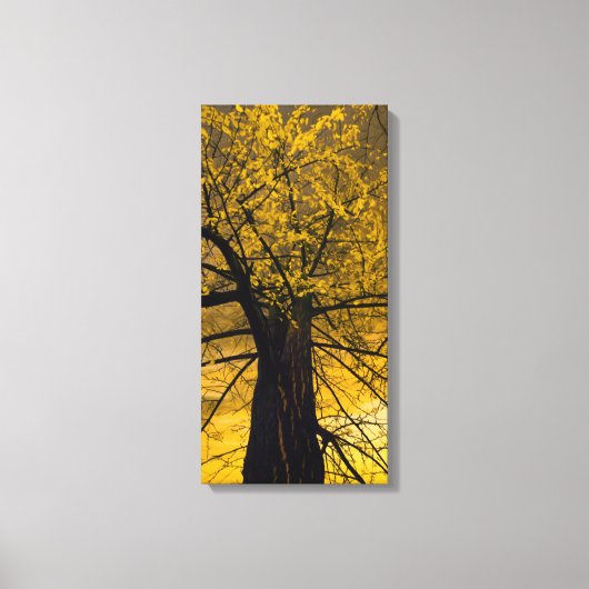 Herbstgelbe Baum-Malerei Leinwanddruck (Vorderseite)