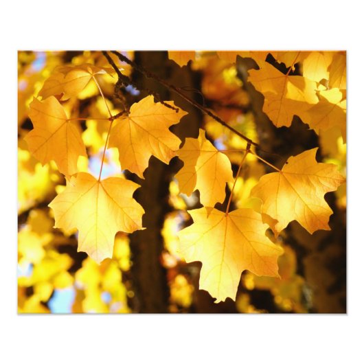 Herbstgelbe Blätter glühender Fotografiekunst Fotodruck (Vorne)