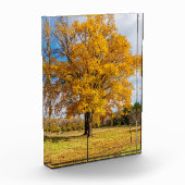 Herbstgelber Ahorn Fotoblock (Links)