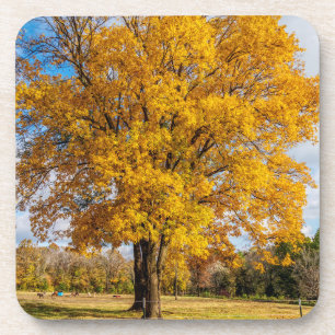 Herbstgelber Ahorn Getränkeuntersetzer