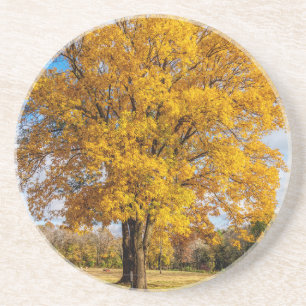 Herbstgelber Ahorn Getränkeuntersetzer