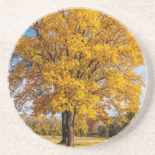 Herbstgelber Ahorn Getränkeuntersetzer (Vorne)