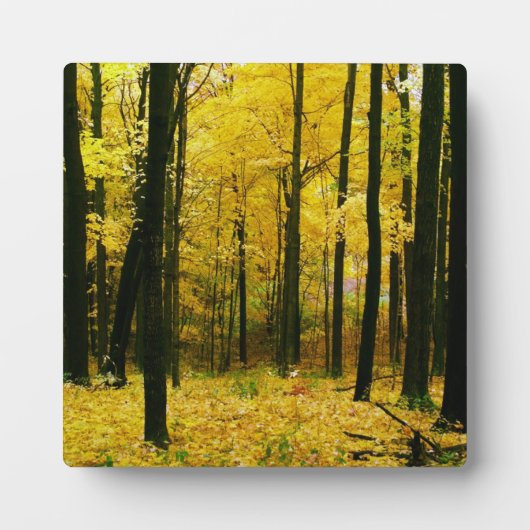 Herbstgelbwald Fotoplatte (Vorderseite)