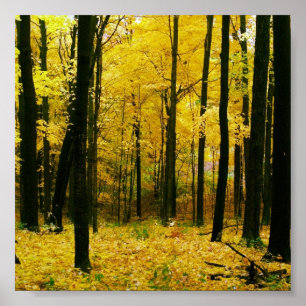 Herbstgelbwald Poster