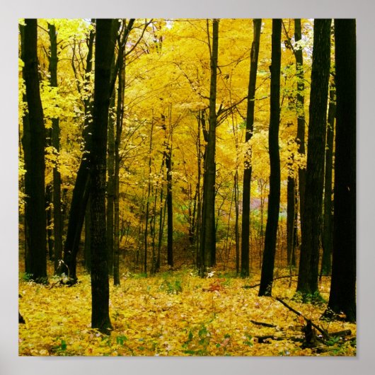 Herbstgelbwald Poster (Vorne)