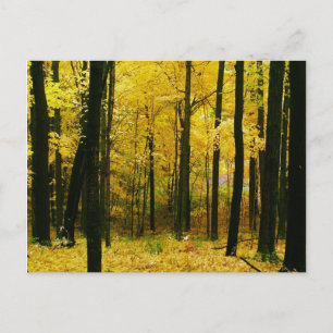 Herbstgelbwald Postkarte