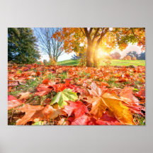 Herbstglanz – Farbige Herbst-Naturfotografie