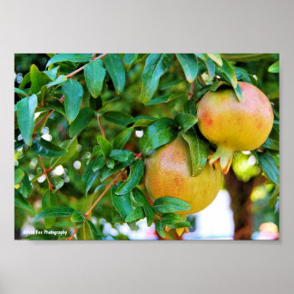 Herbstgranatäpfel Poster