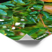 Herbstgranatäpfel Poster (Ecke)