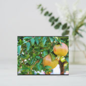 Herbstgranatäpfel Postkarte (Stehend Vorderseite)
