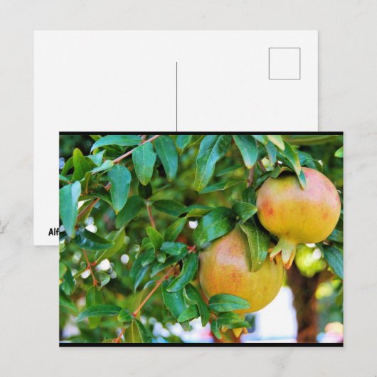 Herbstgranatäpfel Postkarte (Vorne/Hinten)