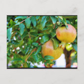 Herbstgranatäpfel Postkarte (Vorderseite)