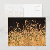 Herbstgras Postkarte (Vorne/Hinten)