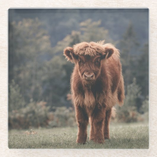 Herbstgrasfeld für Rinder Glasuntersetzer (Vorderseite)