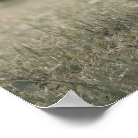 Herbstgrasfeld für Rinder Poster (Ecke)