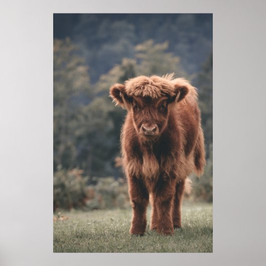 Herbstgrasfeld für Rinder Poster (Vorne)