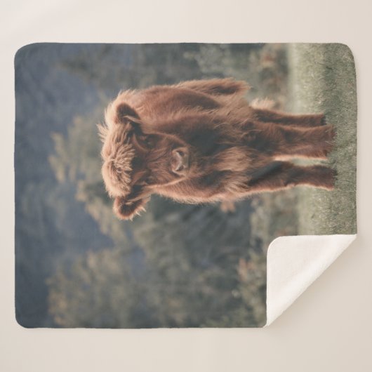 Herbstgrasfeld für Rinder Sherpadecke (Vorderseite (Horizontal))