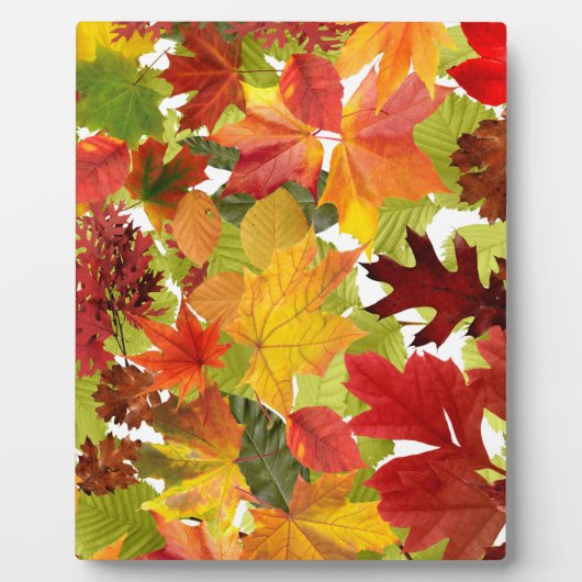 HerbstHerbstlaube Fotoplatte (Vorderseite)