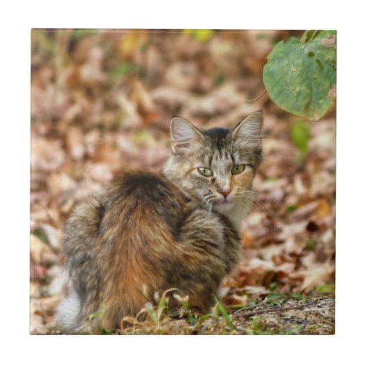 Herbstkatze Fliese (Vorderseite)