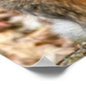 Herbstkatze Poster (Ecke)