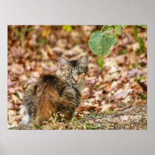 Herbstkatze Poster