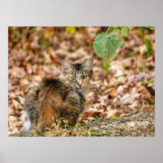 Herbstkatze Poster (Vorne)
