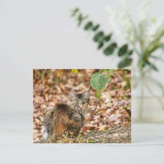 Herbstkatze Postkarte (Stehend Vorderseite)