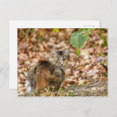 Herbstkatze Postkarte (Vorne/Hinten)