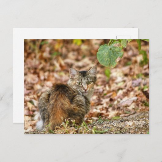 Herbstkatze Postkarte (Vorne/Hinten)